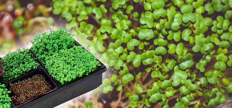  Microgreens